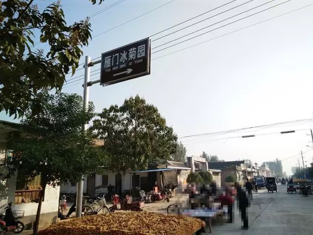 如何找到云臺(tái)冰菊？怎樣找到云臺(tái)冰菊？